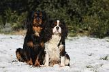CAVALIER KING CHARLES 539